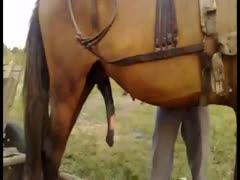 A horse with a hardon recorded at home